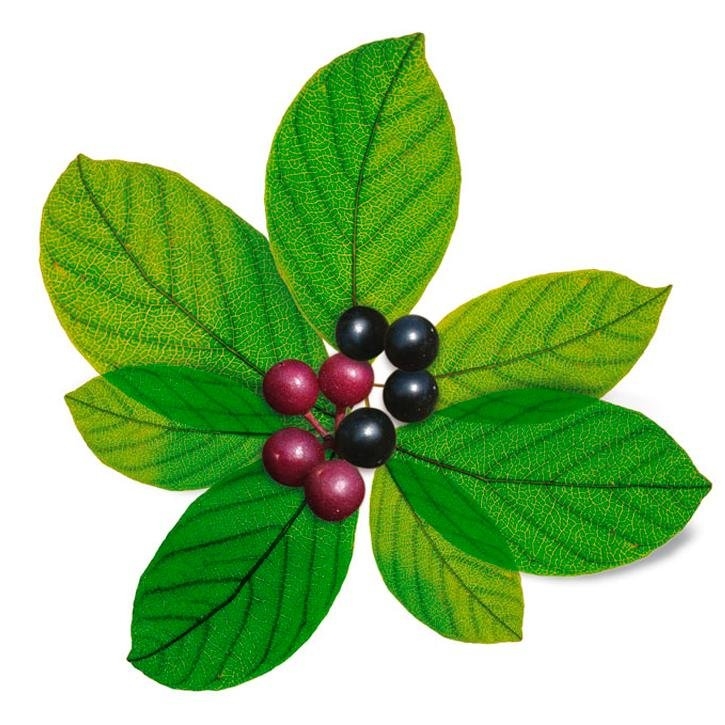 cascara-sagrada-planta-soria-natural