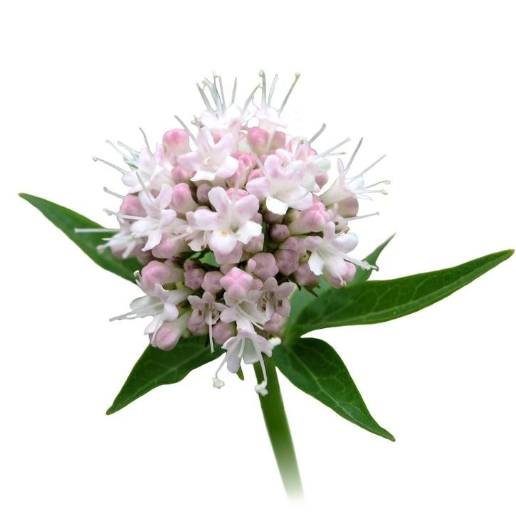 Valeriana-planta-soria-natural.jpg.jpg