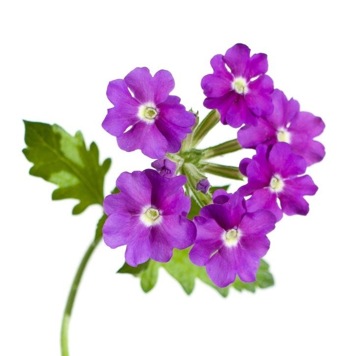 VERBENA-planta-soria-natural.jpg.jpg