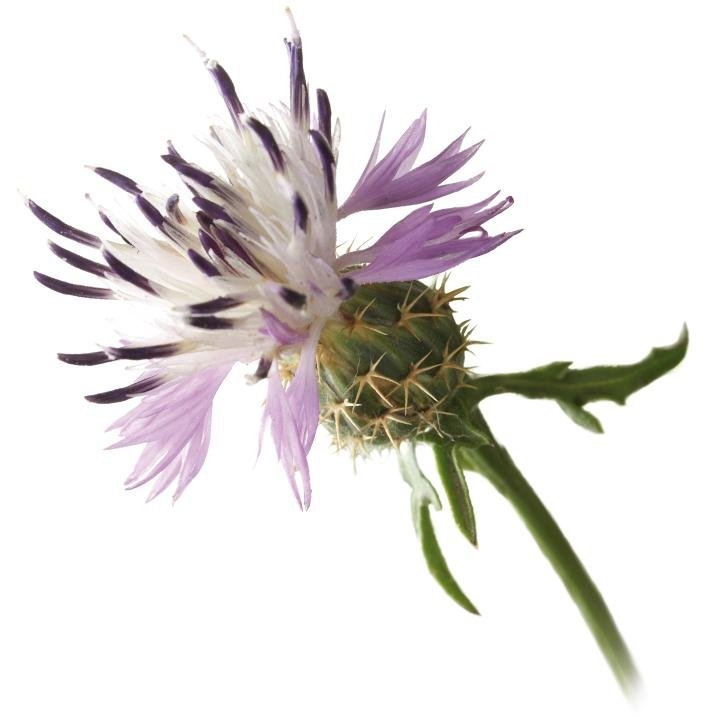 centaurea-planta-soria-natural