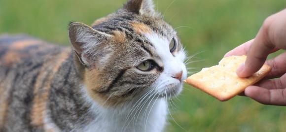 portada-alimentos-prohibidos-gatos.jpg