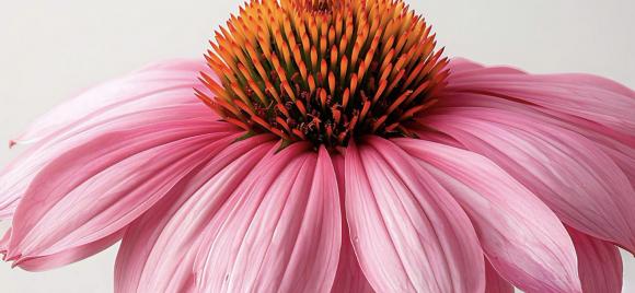 equinácea-propiedades-soria-natural